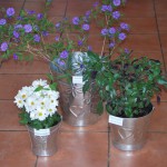 Plant Pots